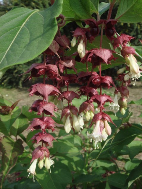 Leycesteria formosa fleur P1A P17 (2)